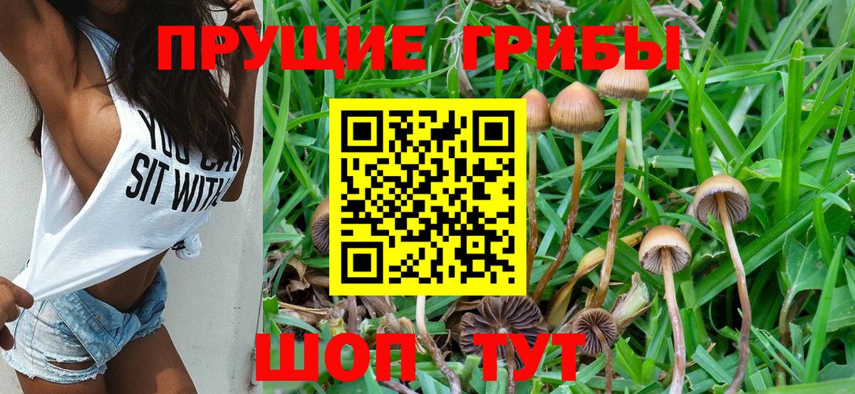 купить  цена  Вход с VPN  Сафоново  Псилоцибиновые грибы мицелий 